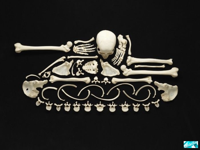 Искусство из настоящих человеческих костей (12 фото)