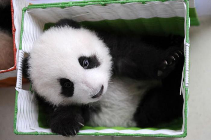 Как разводят панд в Китае (14 фото)