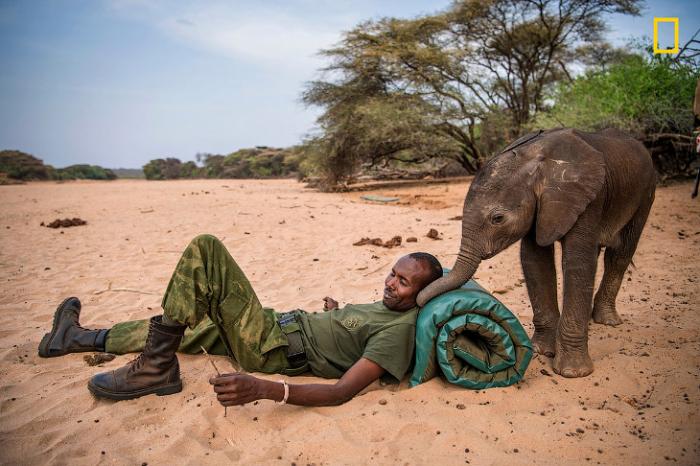 Слоновий приют в северной Кении (7 фото)