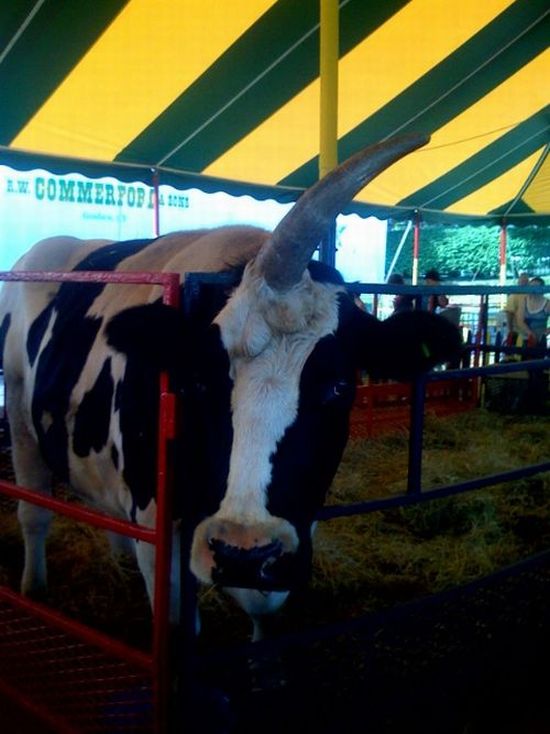 Корова-единорог (5 фото)