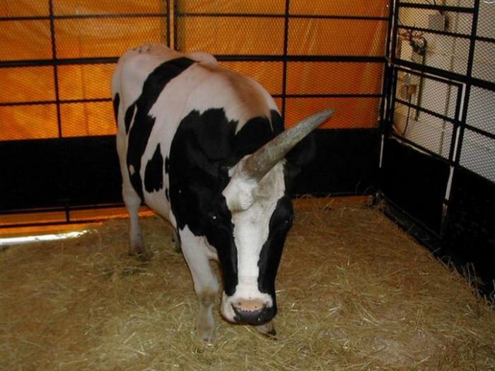 Корова-единорог (5 фото)