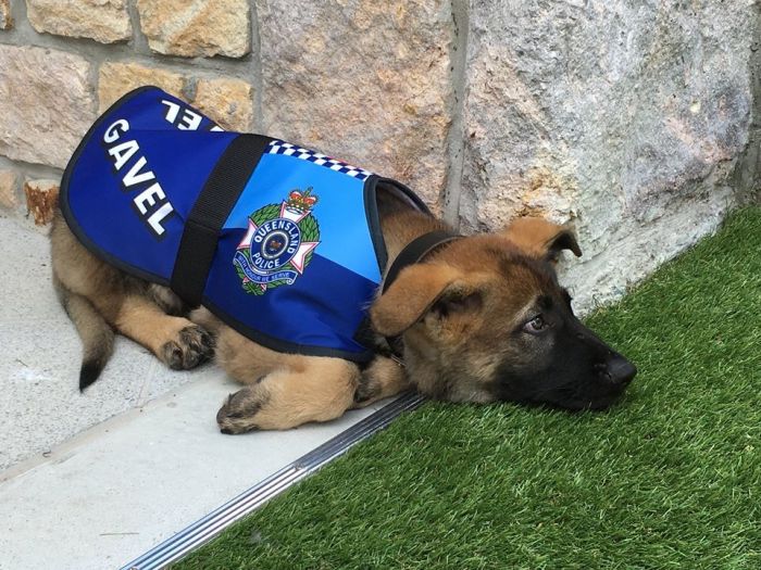 В Австралии дружелюбную собаку исключили из полицейской академии (14 фото)