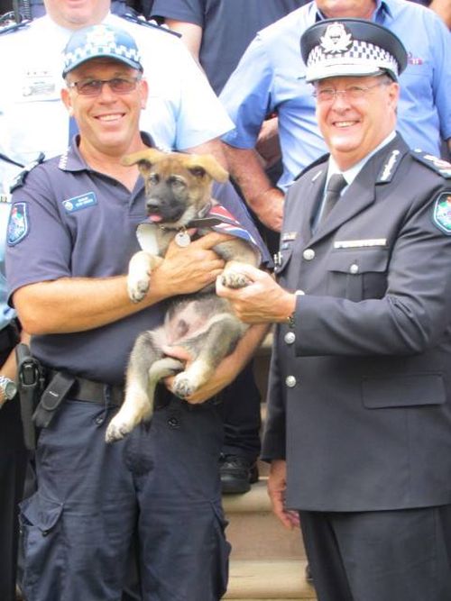 В Австралии дружелюбную собаку исключили из полицейской академии (14 фото)