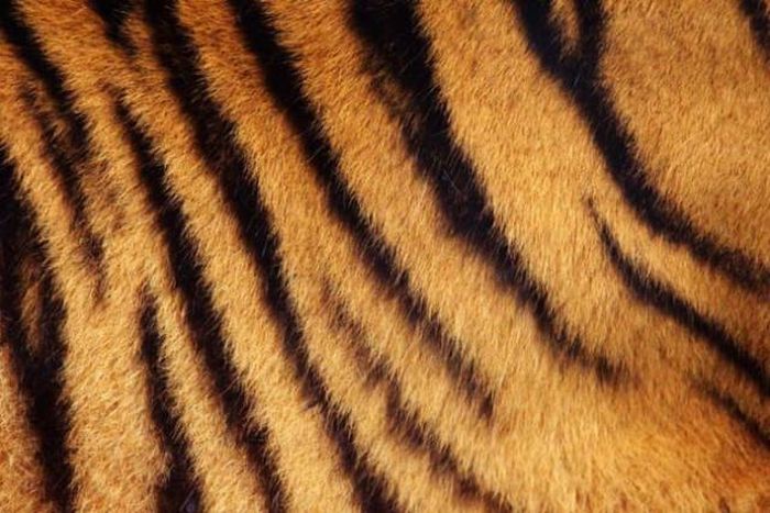 Как выдумаете, полосатая у тигра кожа или нет? (5 фото)