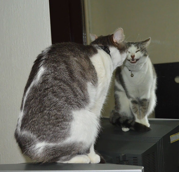 Смешные коты, которые наотрез отказываются вести себя как нормальные животные (27 фото)