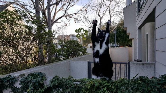 Смешные коты, которые наотрез отказываются вести себя как нормальные животные (27 фото)
