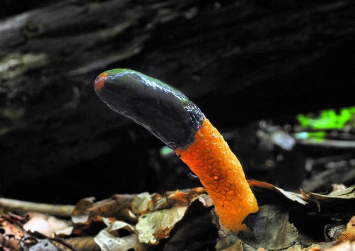 Самый эротичный гриб в мире (10 фото)