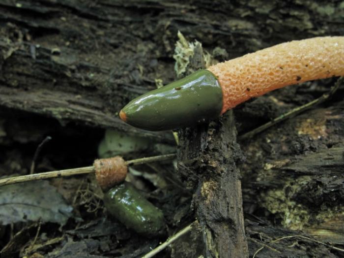 Самый эротичный гриб в мире (10 фото)