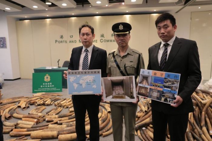 В Гонконге остановили партию слоновой кости стоимостью 9,2 млн долларов (6 фото)