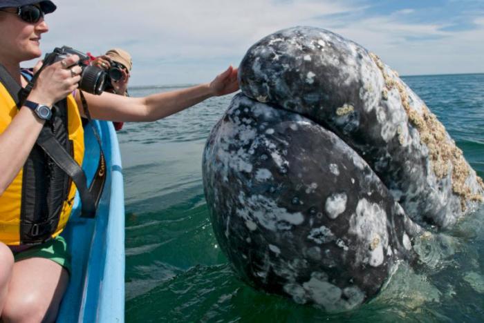 Невероятное зрелище: туристы гладят китов (17 фото)