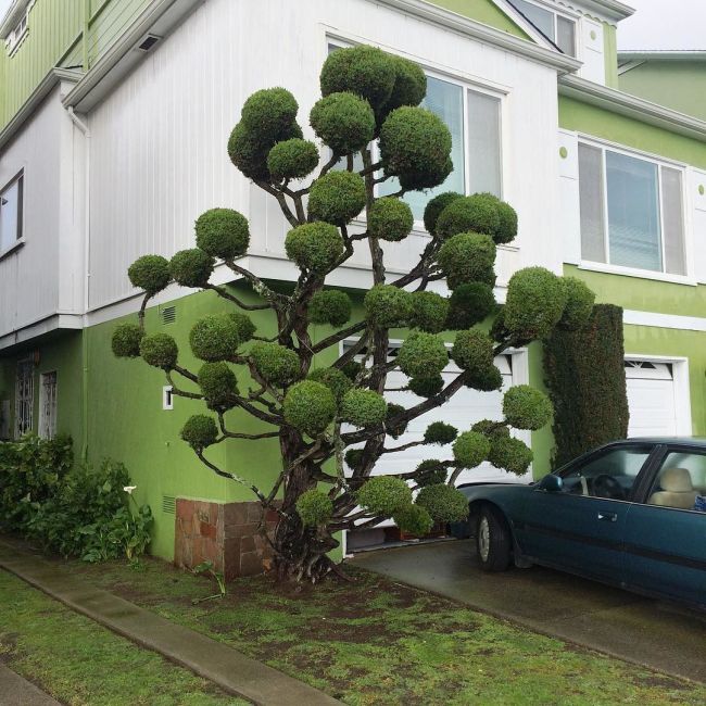 Необычные деревья в Сан-Франциско (8 фото)