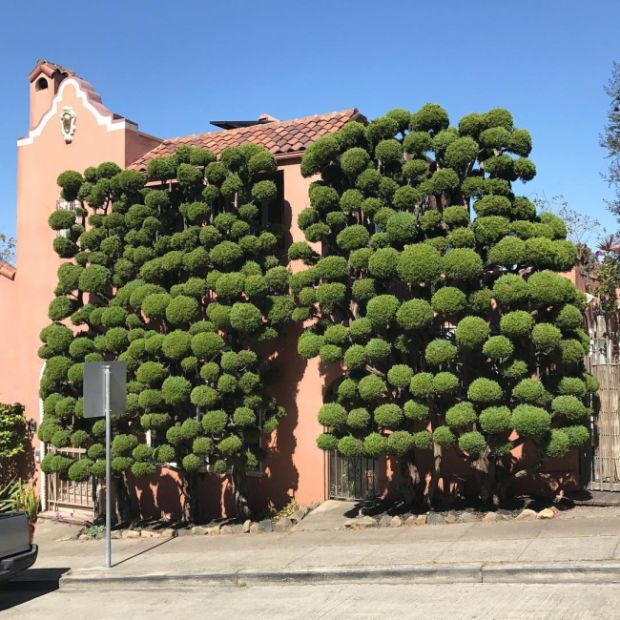 Необычные деревья в Сан-Франциско (8 фото)