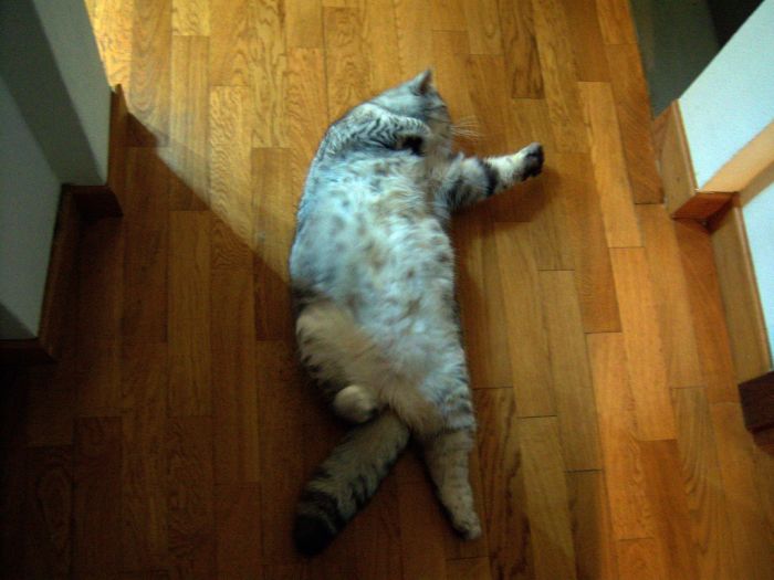 Толстая кошка Джули стала звездой интернета (19 фото)