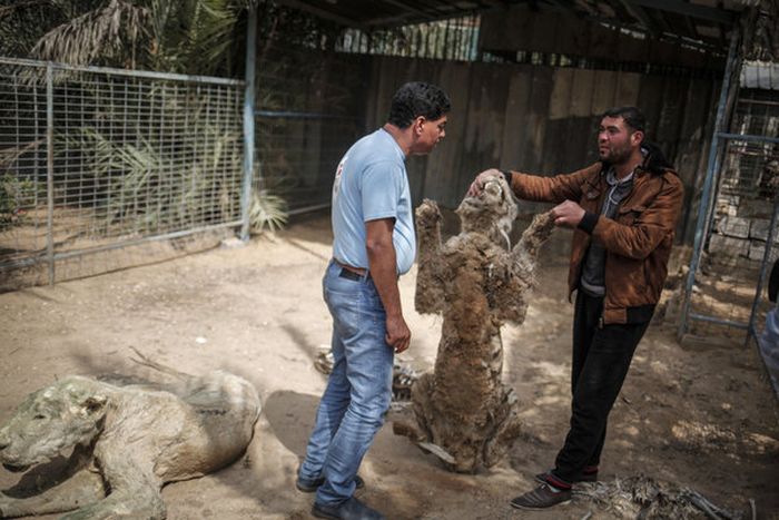Спасение тигра из палестинского зоопарка (8 фото)