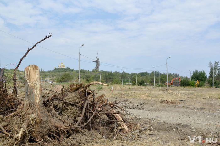 В Волгограде вырубили последние деревья Мемориального парка (9 фото)