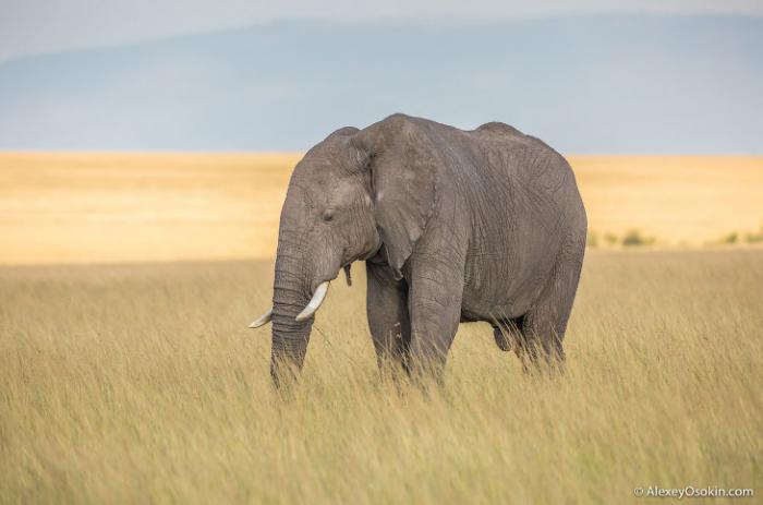Интересные факты о слонах