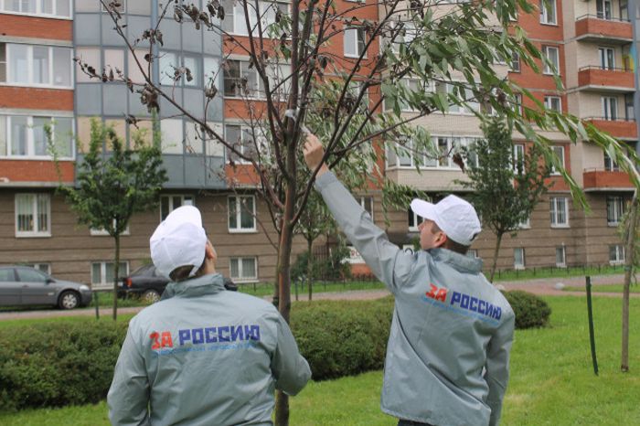 В Санкт-Петербурге засохшие деревья «оживили» с помощью веток и скотча (3 фото)