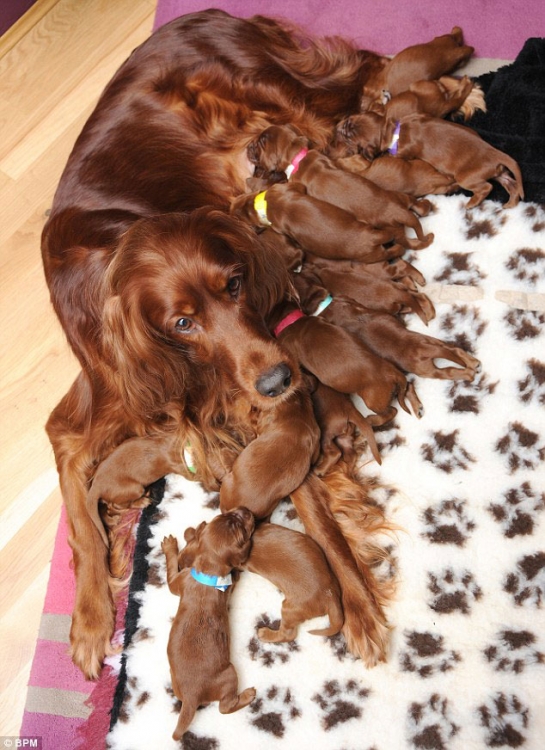 15 щенков от мамы Роми (5 фото)