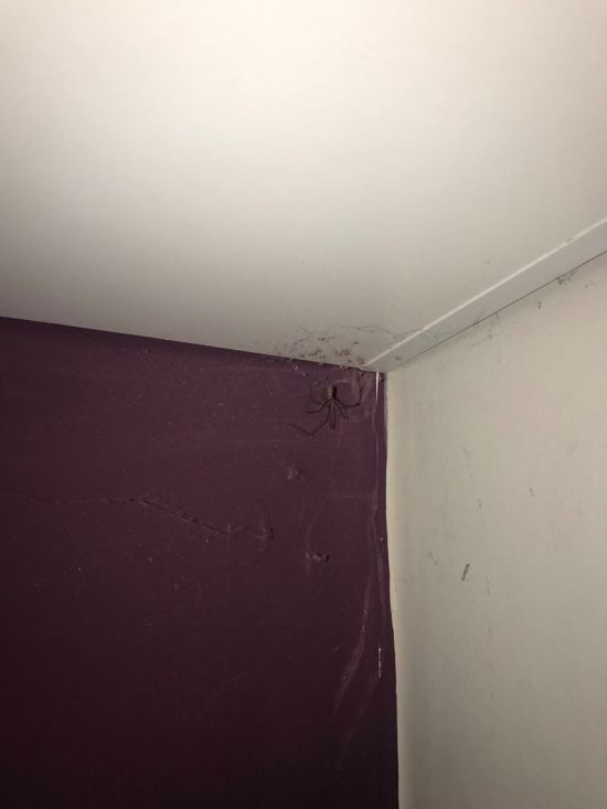 Страшный паук в комнате (2 фото)