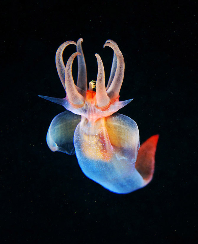 Монстр из глубин Мирового океана (19 фото)