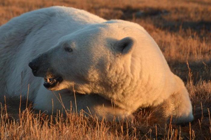 Невероятное зрелище: 230 белых медведей пируют тушей мертвого кита (10 Фото)