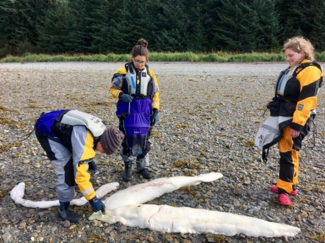 На Аляске обнаружили останки таинственного существа (3 фото)