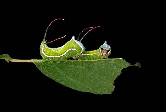 Удивительный мир гусениц (12 фото)