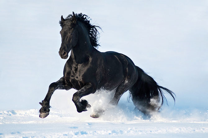 15 лошадей, от красоты которых перехватывает дыхание (15 фото)