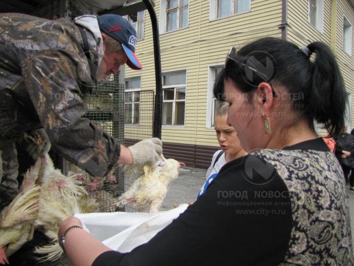 Сибирский сюрреализм: инвалидам подарили полудохлых куриц (13 фото)
