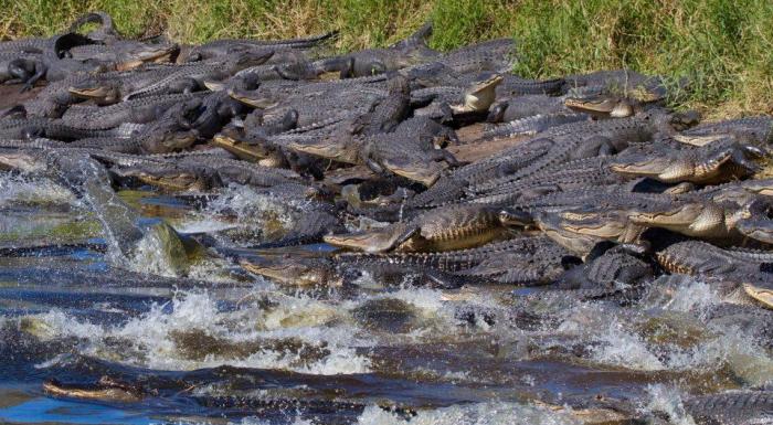 Сотни аллигаторов собирались возле водоема во Флориде (5 фото)