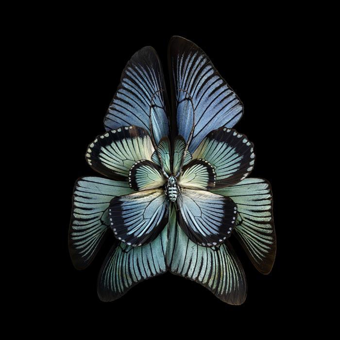 Цветы из крыльев бабочек от Seb Janiak (10 фото)