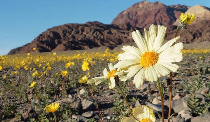 Уникальное цветение Долины Смерти (6 фото)
