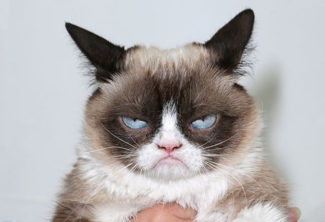 Суд над мемом принес хозяйке Grumpy Cat сотни тысяч долларов (2 фото)
