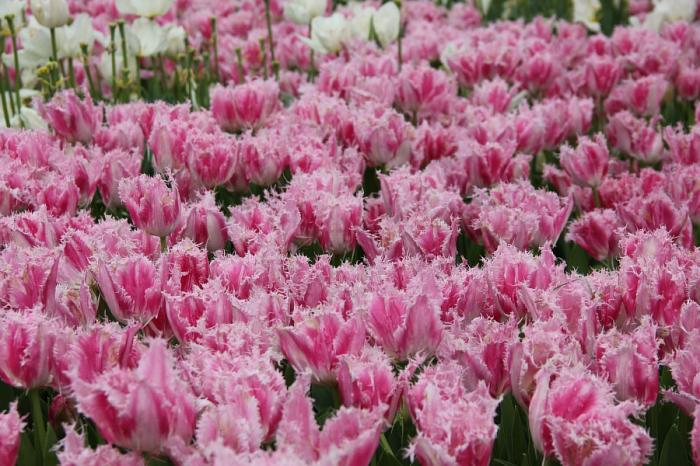 Миллионы цветов и сотни видов тюльпанов  (56 фото)
