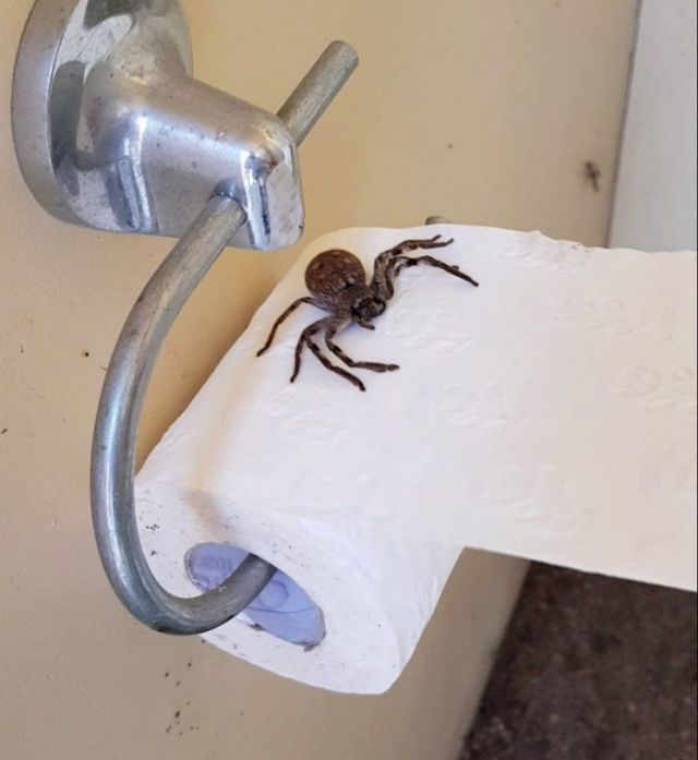 Австралийка сделала жуткую находку в своем туалете (3 фото)