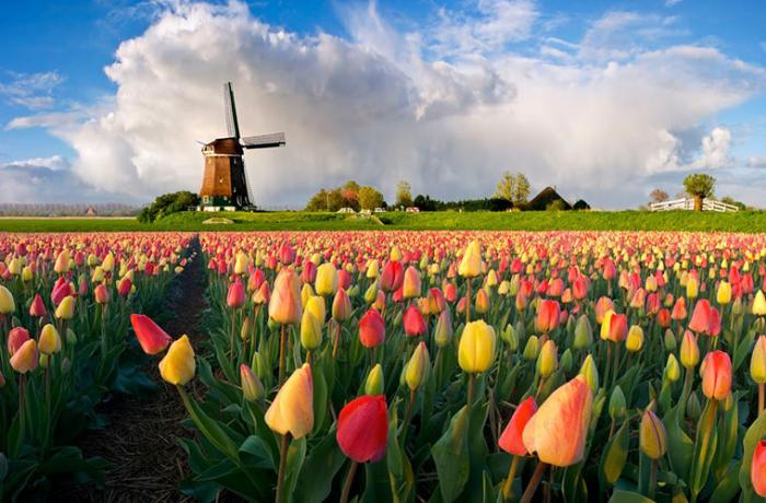 Голландия и Нидерланды – это одно и то же? (5 фото)