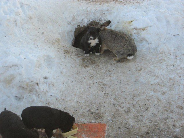 Сердобольный кролик из Омской области заменил щенкам мать (4 фото)