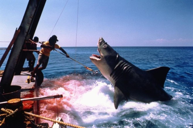 История акулы, державшая в страхе всё Атлантическое побережье (7 фото)