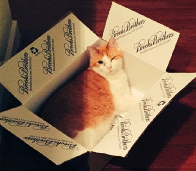 Бесконечная любовь кошек и коробок (20 фото)