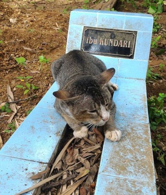 Самая преданная в мире кошка живет на могиле умершей хозяйки (4 фото)