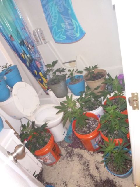 В доме американца обнаружили целый сад марихуаны (3 фото)