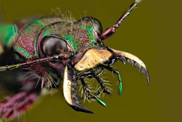 Захватывающая макрофотография насекомых (30 фото)
