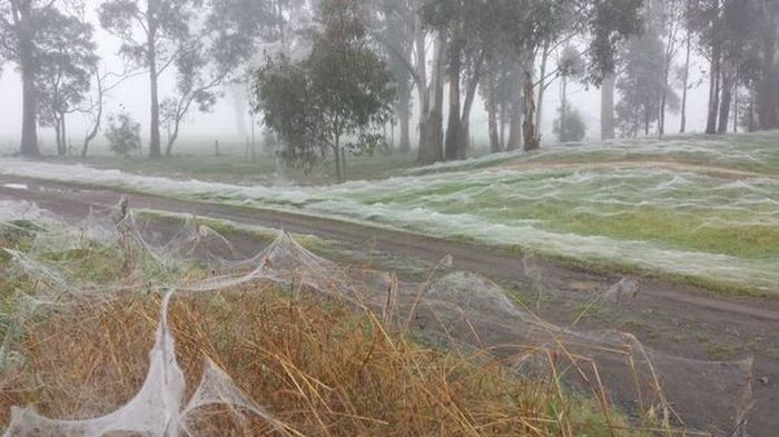 Удивительная зима в Австралии made in пауки (7 фото)