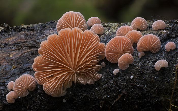 Самые необычные и странные грибы в мире (19 фото)