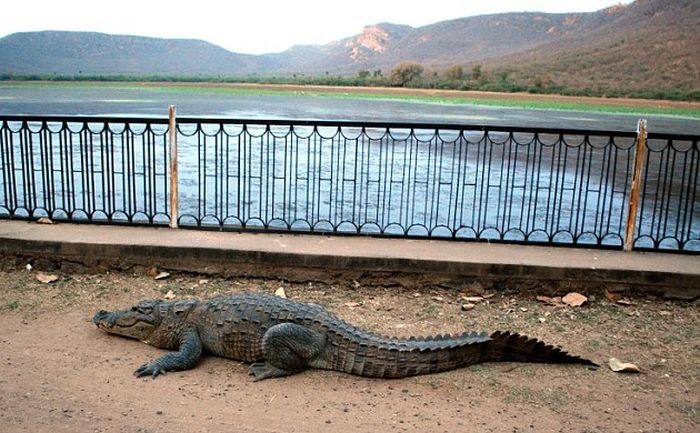 Крокодил демонстрирует ловкость и сноровку (5 фото)