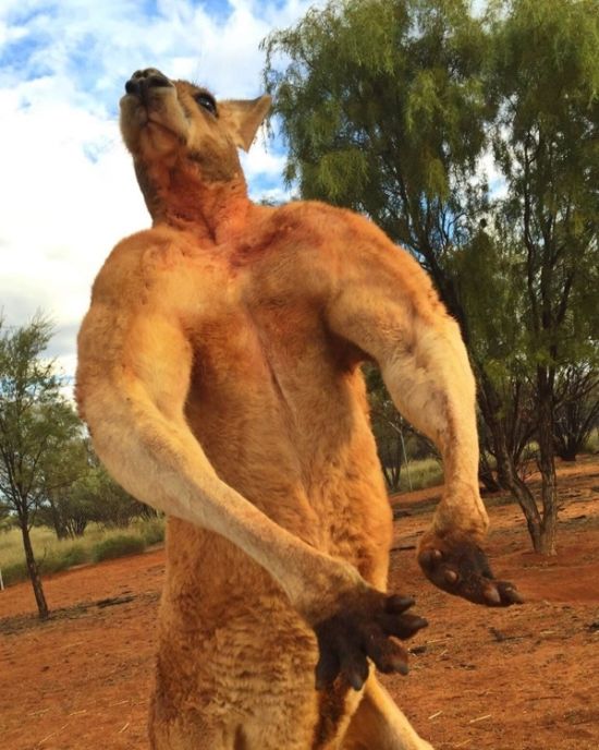 Мощный кенгуру из заповедника держит в страхе смотрителей (4 фото)