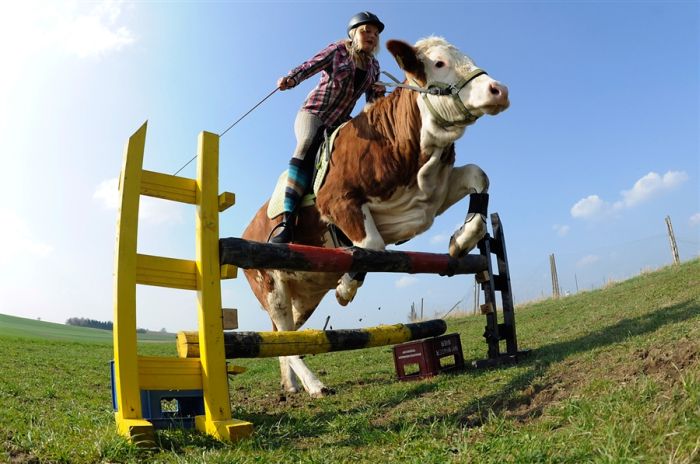 Девушка приучила корову к верховой езде (10 фото)