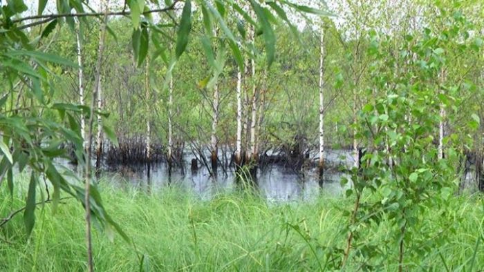 В лесу Нижневартовска обнаружены разливы нефти (9 фото)