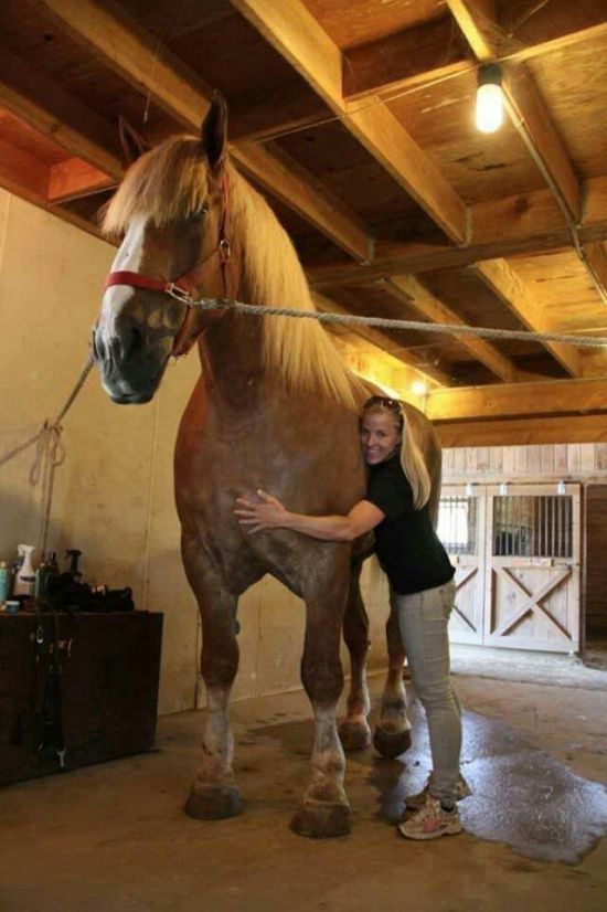 Большой Джейк - самая высокая лошадь в мире (6 фото)