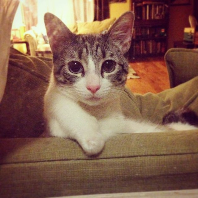 Больная кошка стала звездой Instagram (13 фото)